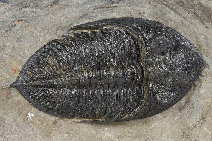 Fossil Zlichovaspis Trilobite - Atchana, Morocco #331928